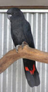  photo of red tailed black cockatoo - cock bird