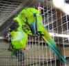 photo of nanday conures preening