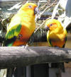 photo of pair of sun conures