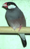 photo of Java finch