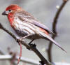 mexican rose finch photo