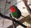 red faced parrotfinch photo