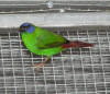 blue faced parrot finch photo