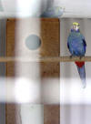 Blue cheeked Rosella front view photo
