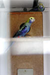 blue cheeked rosella side view photo