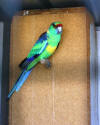 mallee ringnecked parrot photo