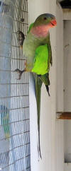 princess parrot photo