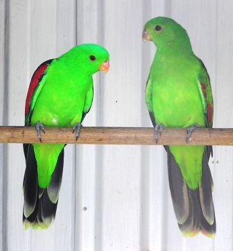 red%20winged%20parrot%20pic.jpg