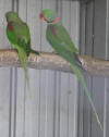 ringnecked parrot pair photo