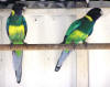 twenty eight parrot pair photo