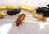 Mealworm beetles photo