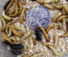mealworm larvae pupa beetle photo