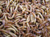 mealworm larvae photo