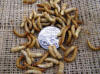 Mealworm pupa and larvae photo