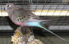 photo of Bourke's parrot