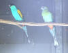 hooded parrot photo