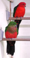 photo of King parrot