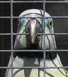 malabar close up of beak colour