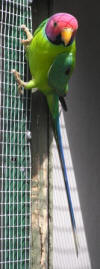 photo of plum headed parrot