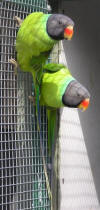 photo of Slaty headed parrot