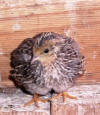 photo of young King quail